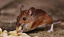 24 Hour & Emergency Exterminators in South Harrison Township, NJ